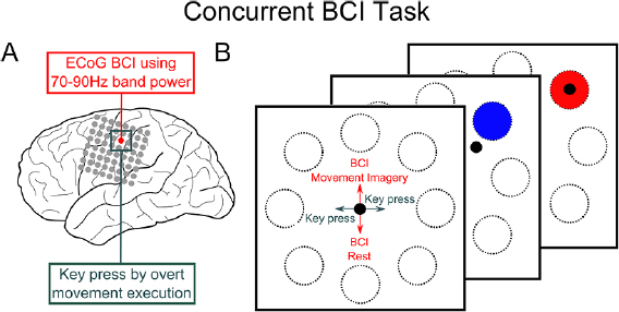 Concurrent control of a brain-computer interface and natural overt movements